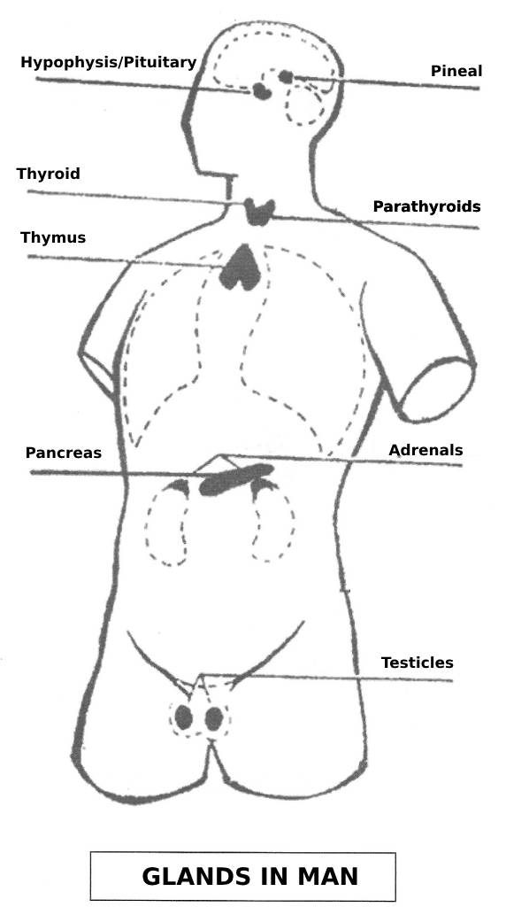 Indian Plate Glands In Man