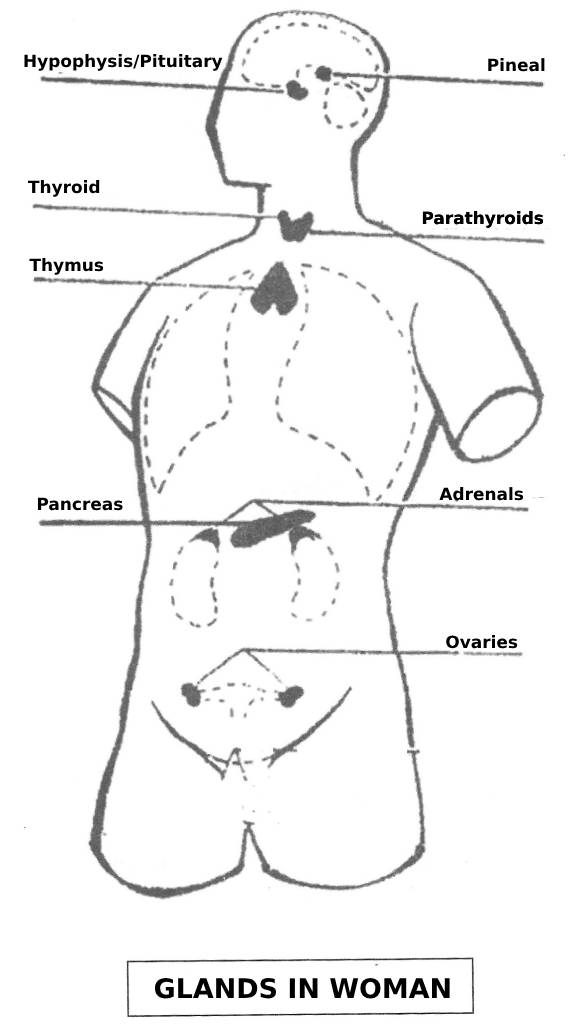 Indian Plate Glands In Woman